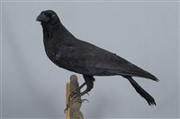 藏品(巨嘴鴉)的圖片